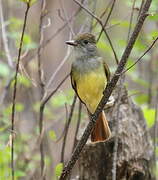 Great Crested Flycatcher