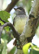 Great Crested Flycatcher