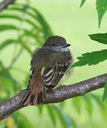 Great Crested Flycatcher