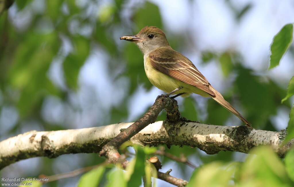 Great Crested Flycatcheradult, pigmentation, Reproduction-nesting