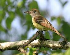 Great Crested Flycatcher