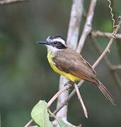 Lesser Kiskadee