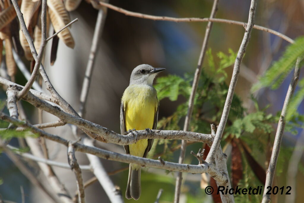 Tropical Kingbird