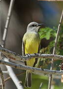 Tropical Kingbird