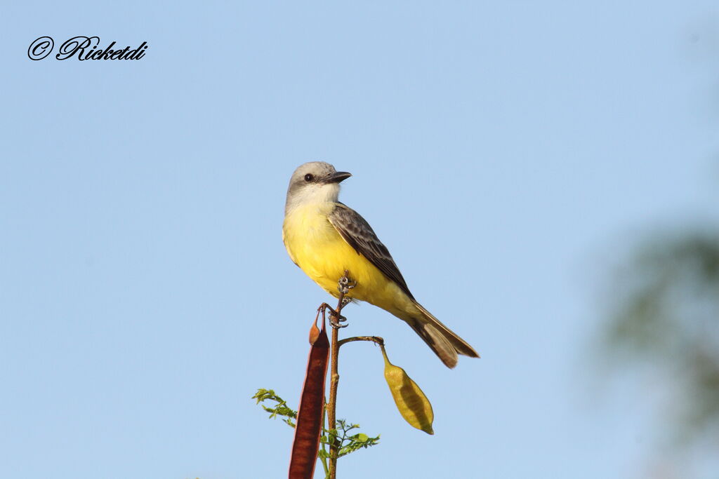 Tropical Kingbird