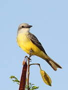 Tropical Kingbird