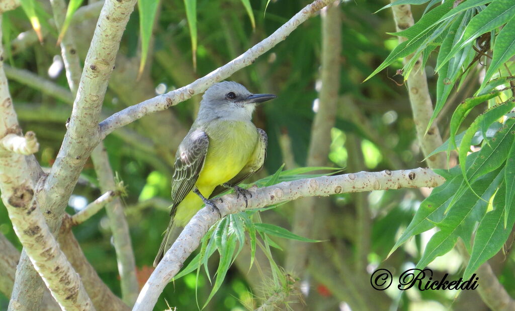 Tropical Kingbird