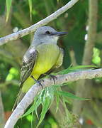 Tropical Kingbird