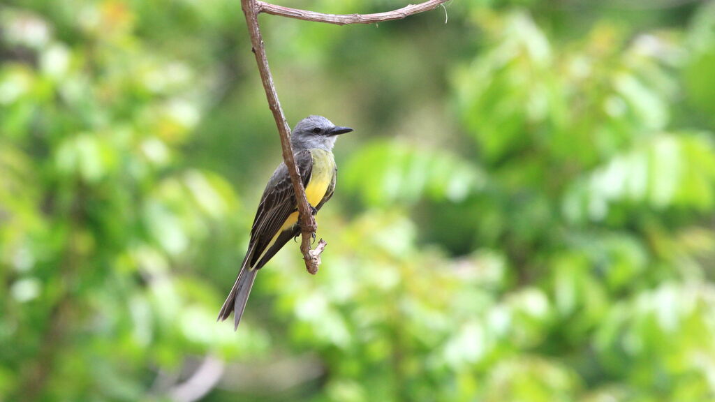 Tropical Kingbird