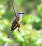 Tropical Kingbird