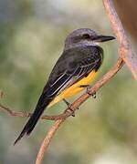 Tropical Kingbird