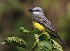 Tropical Kingbird