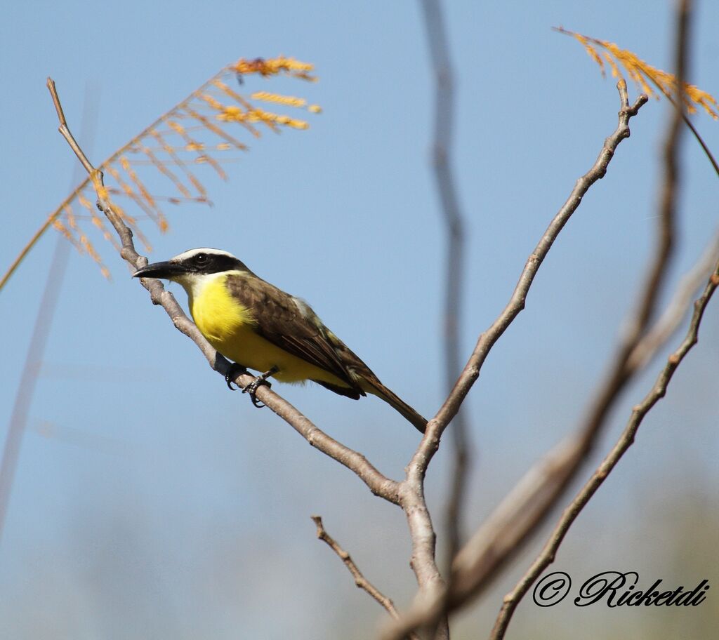 Boat-billed Flycatcher