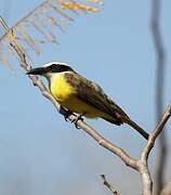 Boat-billed Flycatcher