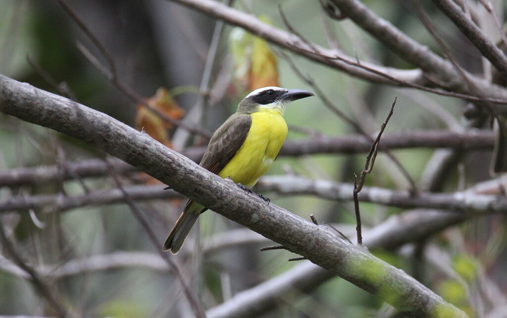 Boat-billed Flycatcher