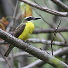 Tyran pitangua