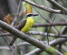 Boat-billed Flycatcher