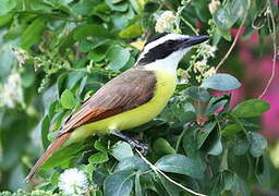 Great Kiskadee