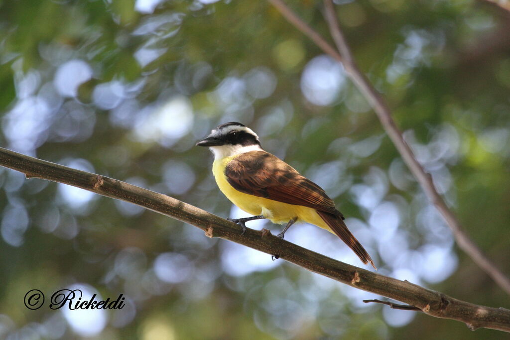 Great Kiskadee