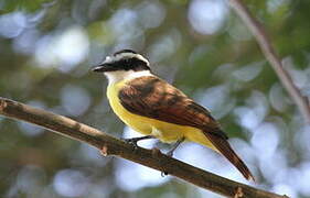 Great Kiskadee