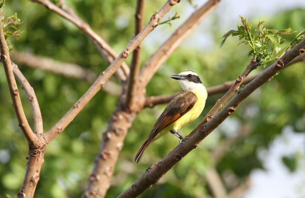 Great Kiskadee