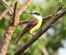 Great Kiskadee