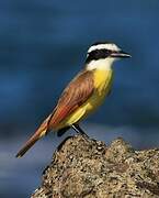 Great Kiskadee