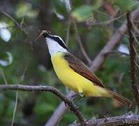 Great Kiskadee