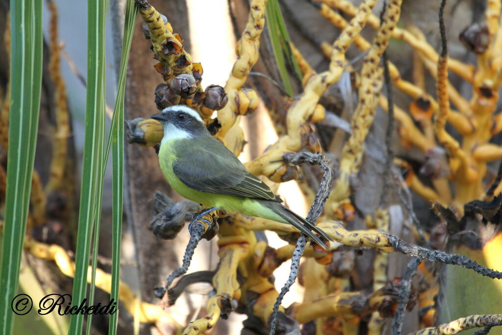 Social Flycatcher