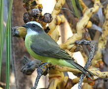 Social Flycatcher