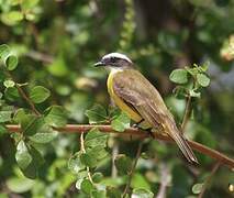 Social Flycatcher