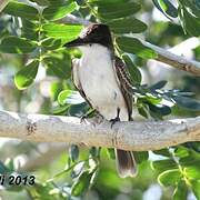 Loggerhead Kingbird