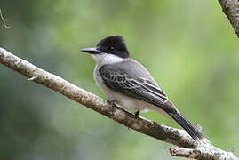 Loggerhead Kingbird