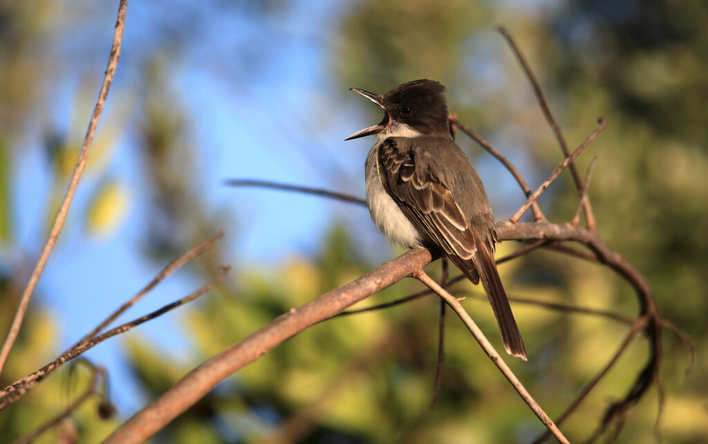 Loggerhead Kingbird