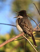 Loggerhead Kingbird