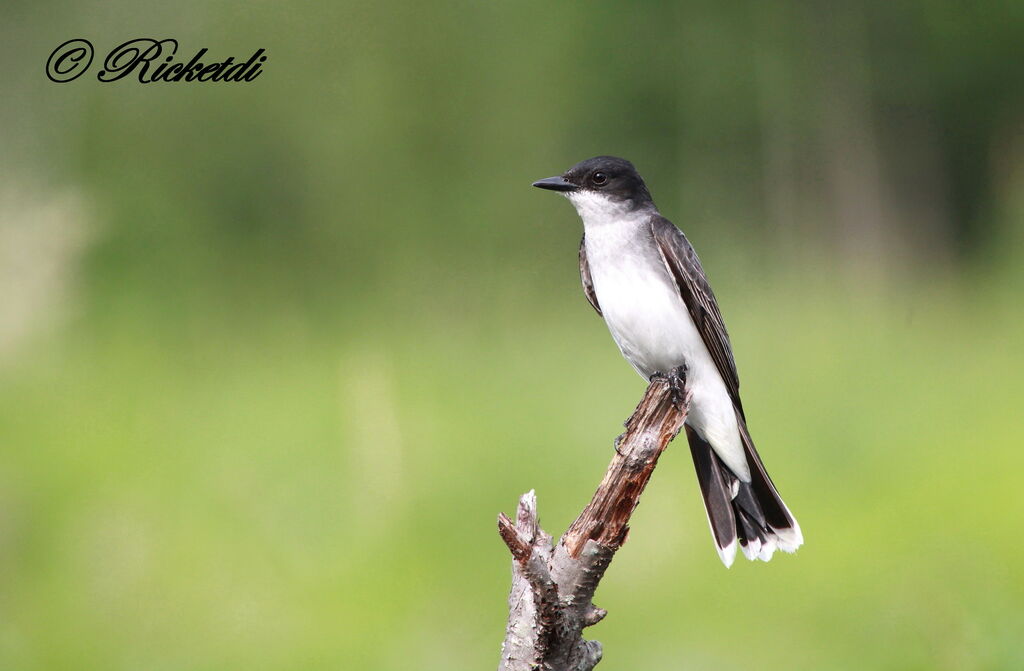 Eastern Kingbird