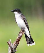 Eastern Kingbird