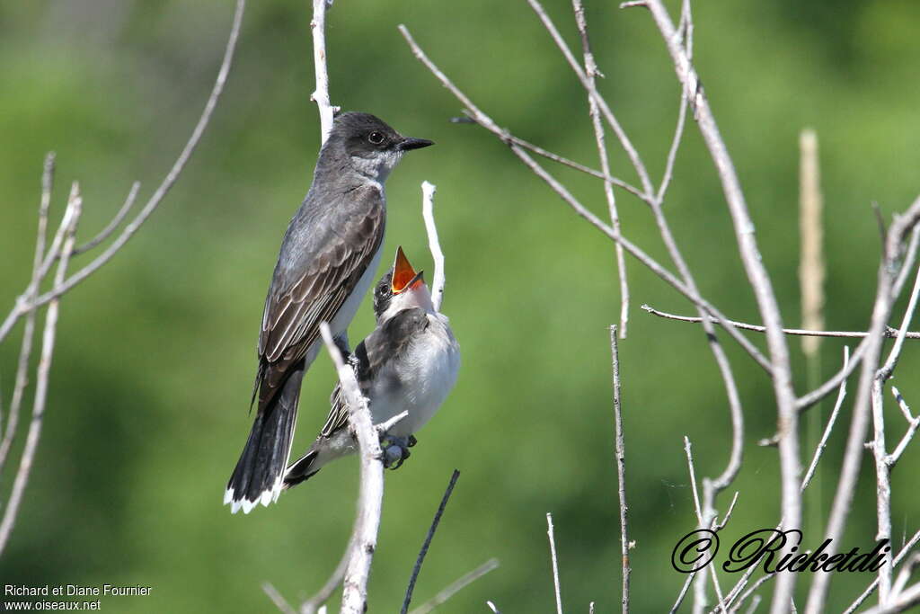 Eastern Kingbird, Reproduction-nesting