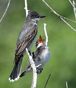 Eastern Kingbird