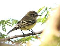 Slender-billed Inezia