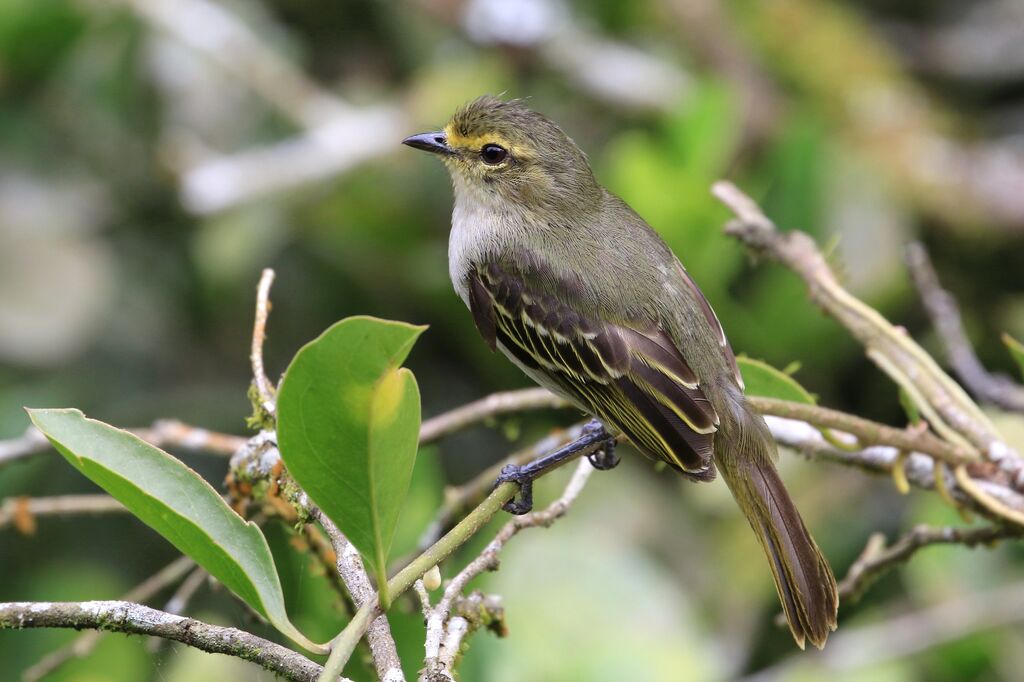 Golden-faced Tyrannulet