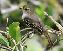 Golden-faced Tyrannulet