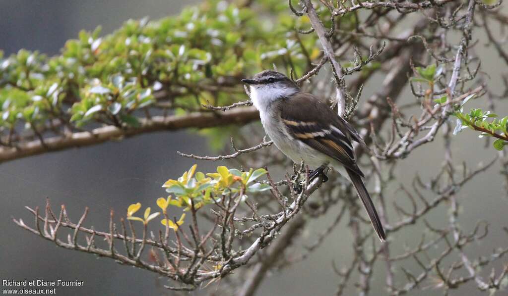 White-throated Tyrannuletadult, identification