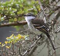 White-throated Tyrannulet