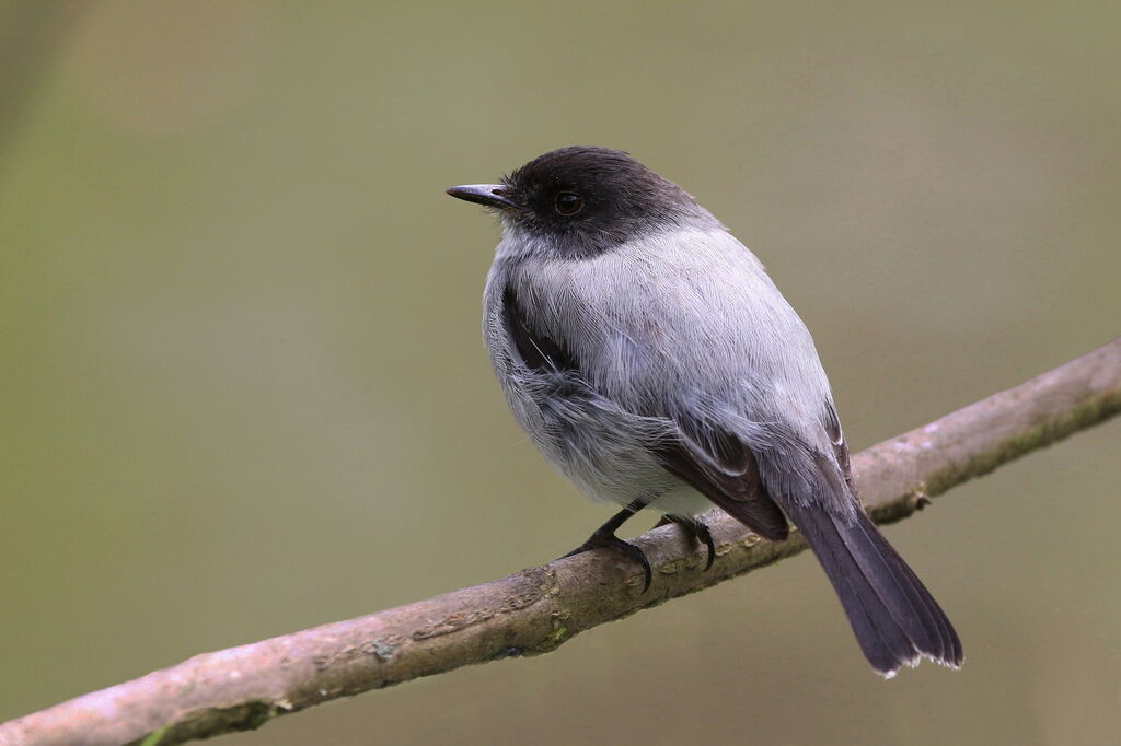 Torrent Tyrannulet