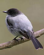 Torrent Tyrannulet