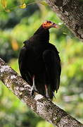 Lesser Yellow-headed Vulture