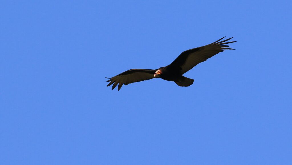 Lesser Yellow-headed Vulture