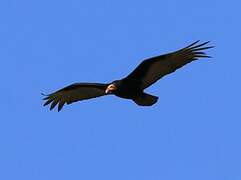 Lesser Yellow-headed Vulture