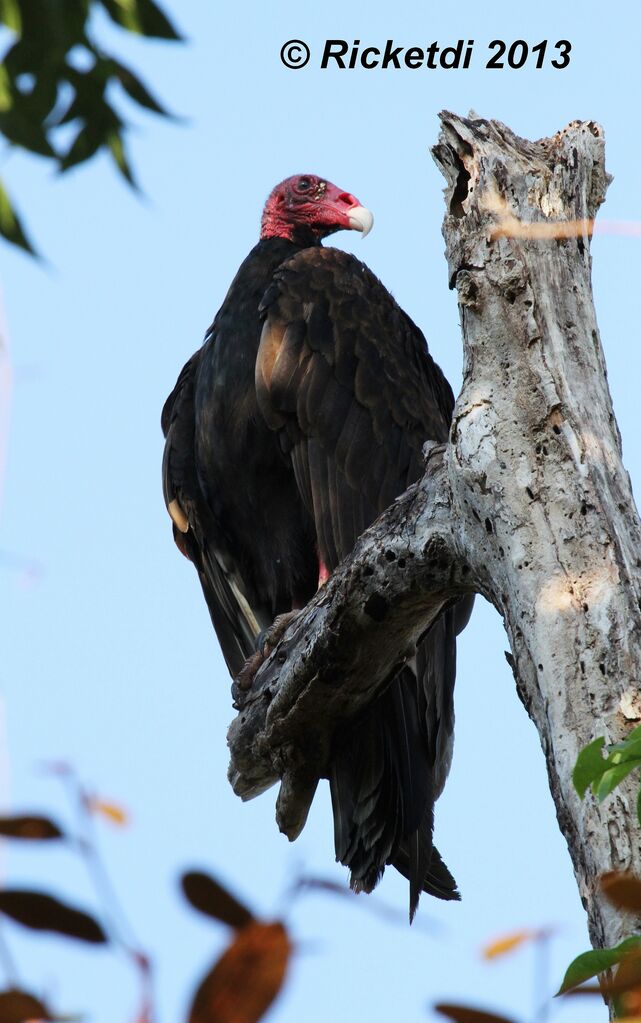 Urubu à tête rouge